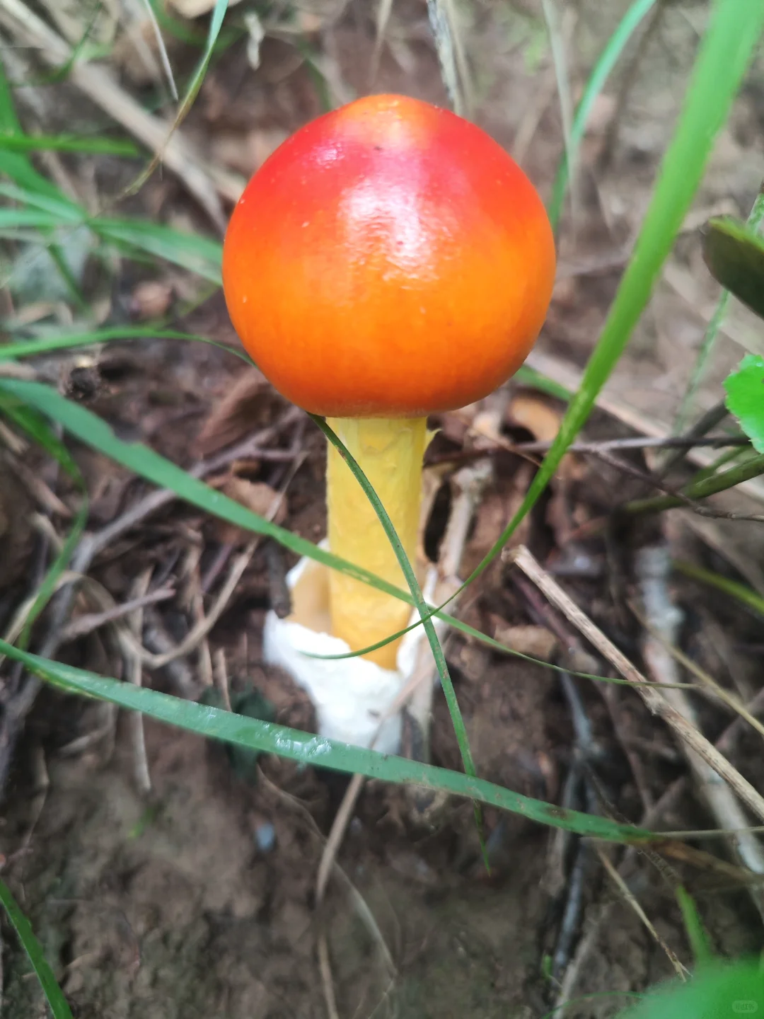 今日又解锁一种蘑菇-变色丝膜菌