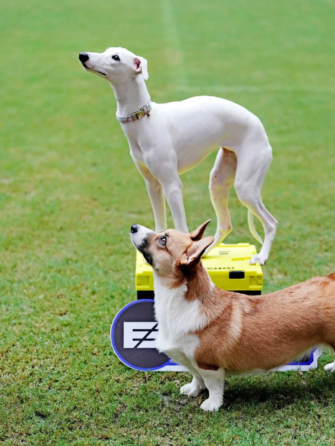 川南宠博会！泸州！太多可爱的毛孩子啦