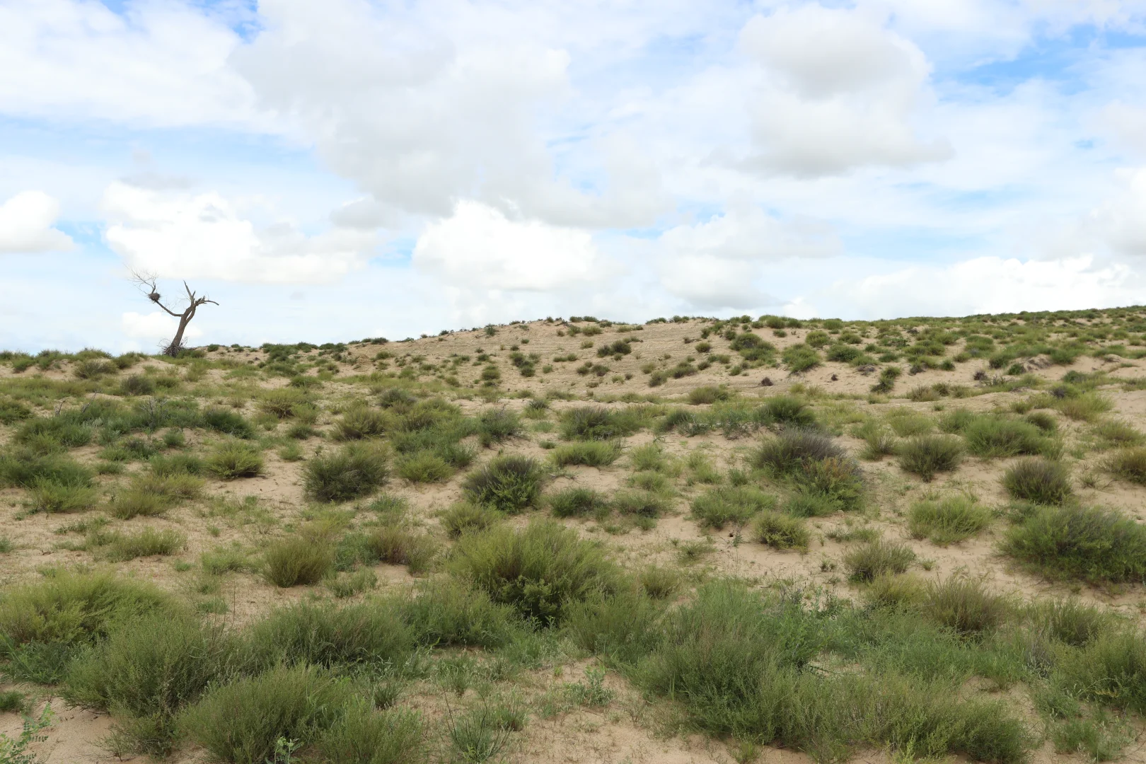 浑善达克沙地修复的秘密，你... 知道么！