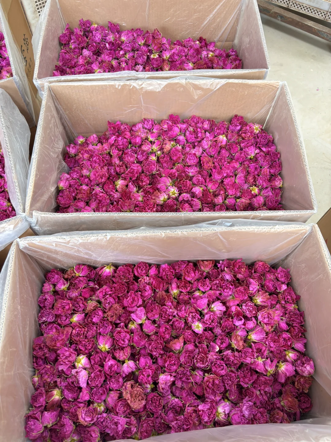 探秘玫瑰花工厂|99%人不知道的真空玫瑰