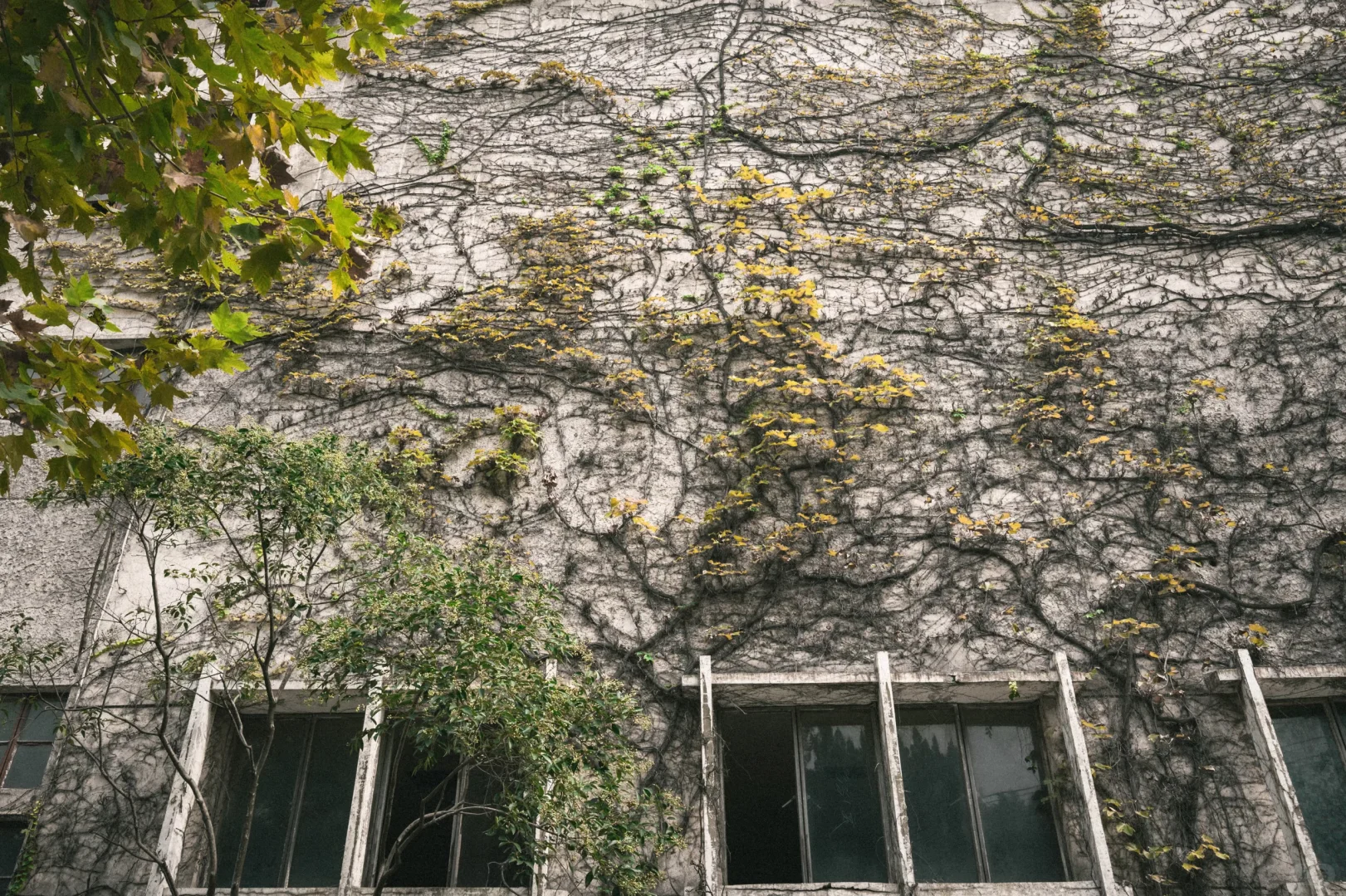 残骸与新生，大自然改造了废弃工厂