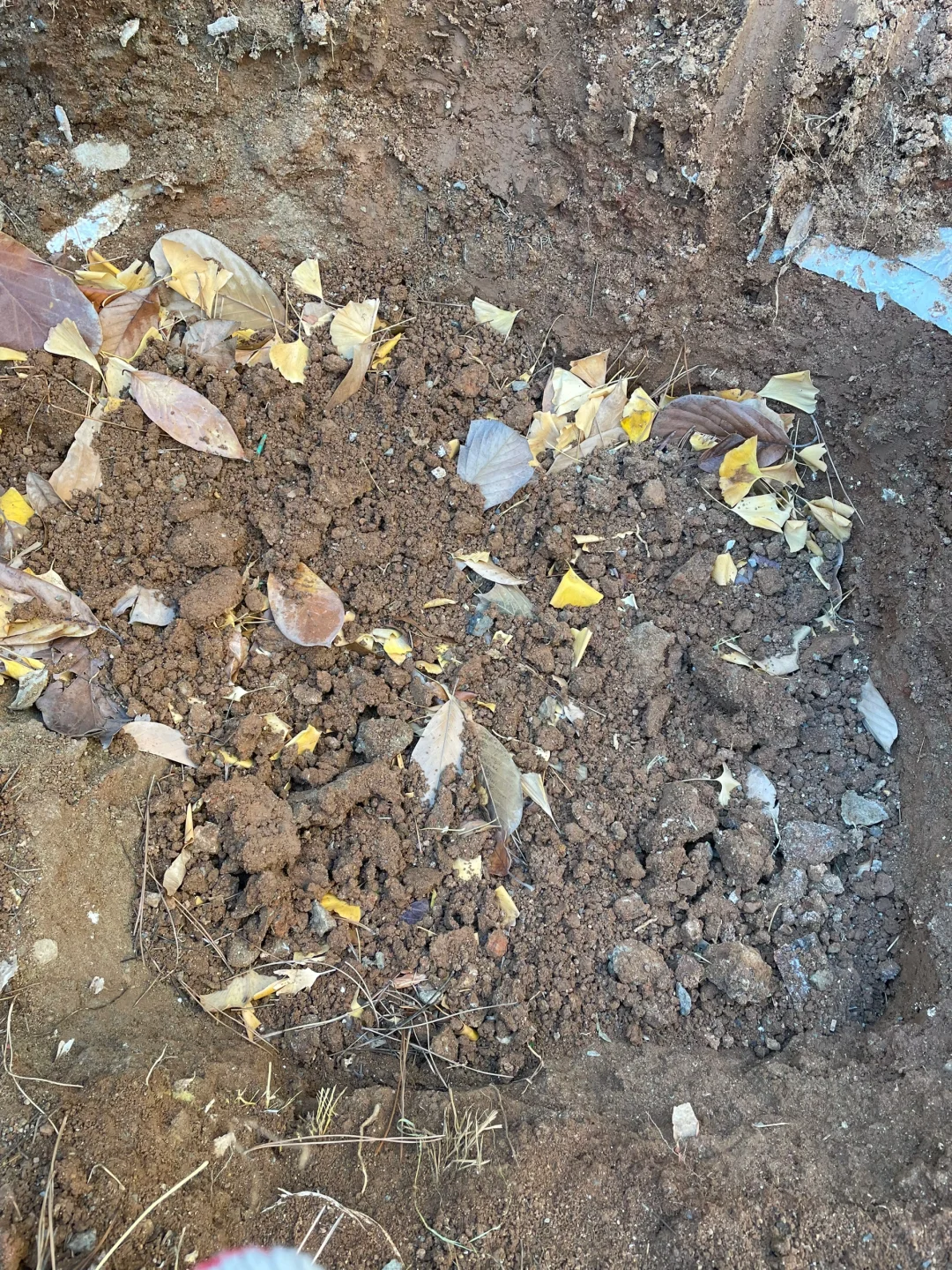 堆肥初体验，这样能成功吗