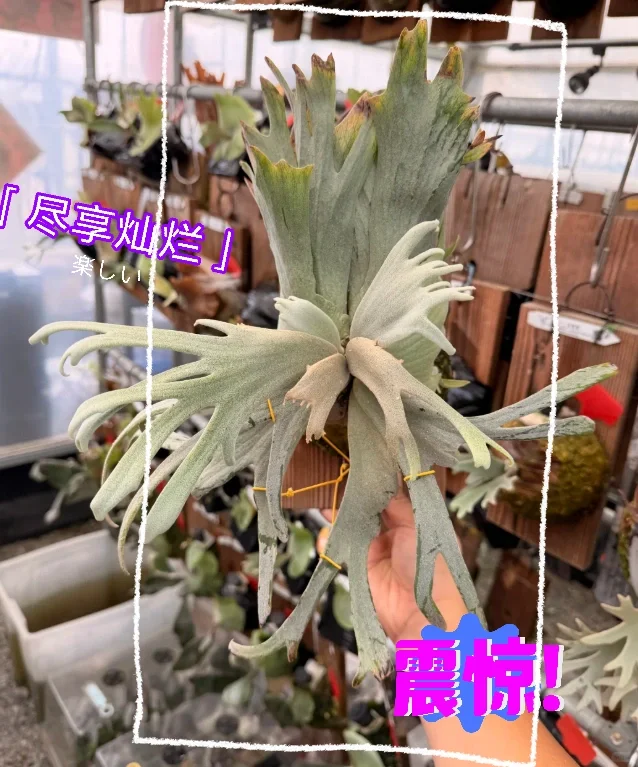 2025无锡热植物展攻略