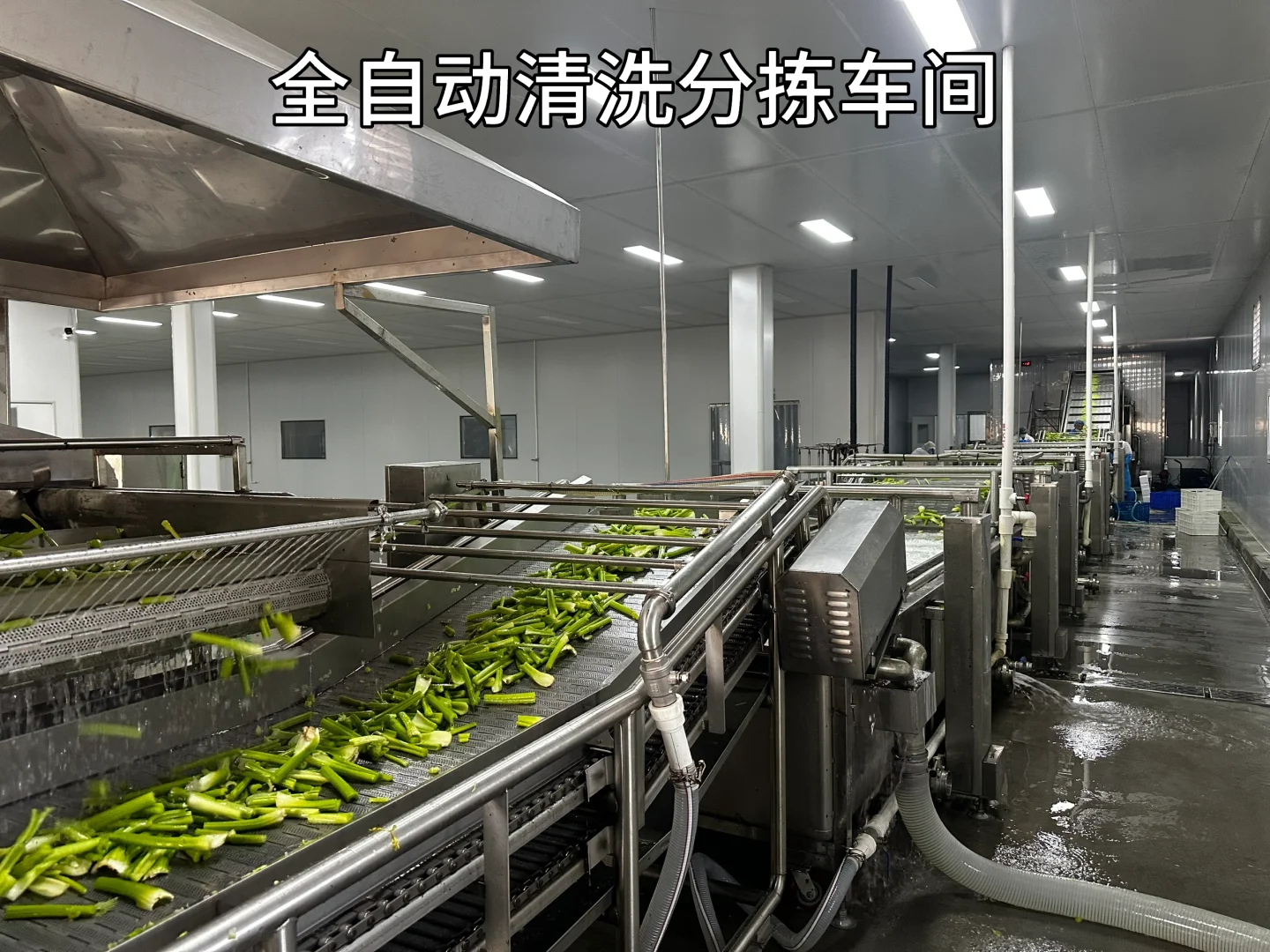 ?速冻蔬菜工厂大公开！让生鲜蔬菜更方便