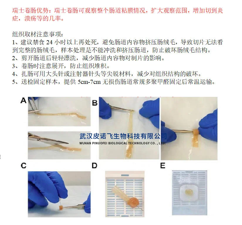 小鼠肠道#瑞士卷肠制作+肠道常见染色效果图