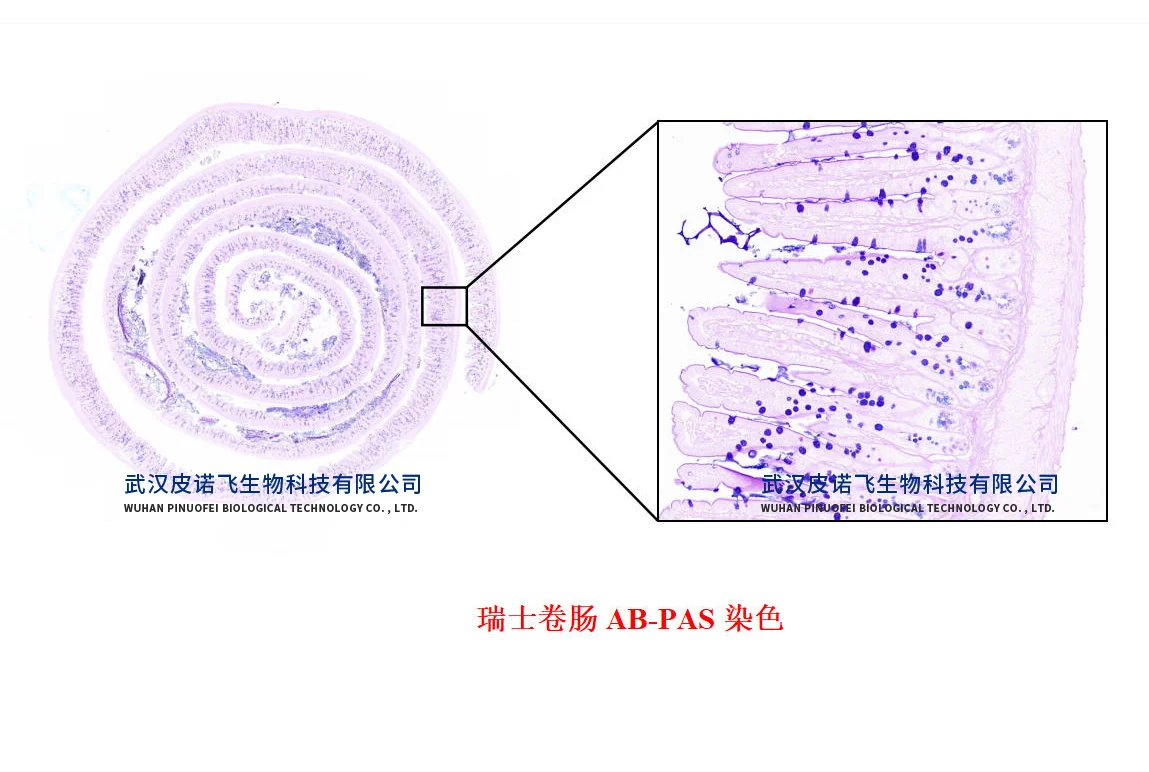 小鼠肠道#瑞士卷肠制作+肠道常见染色效果图