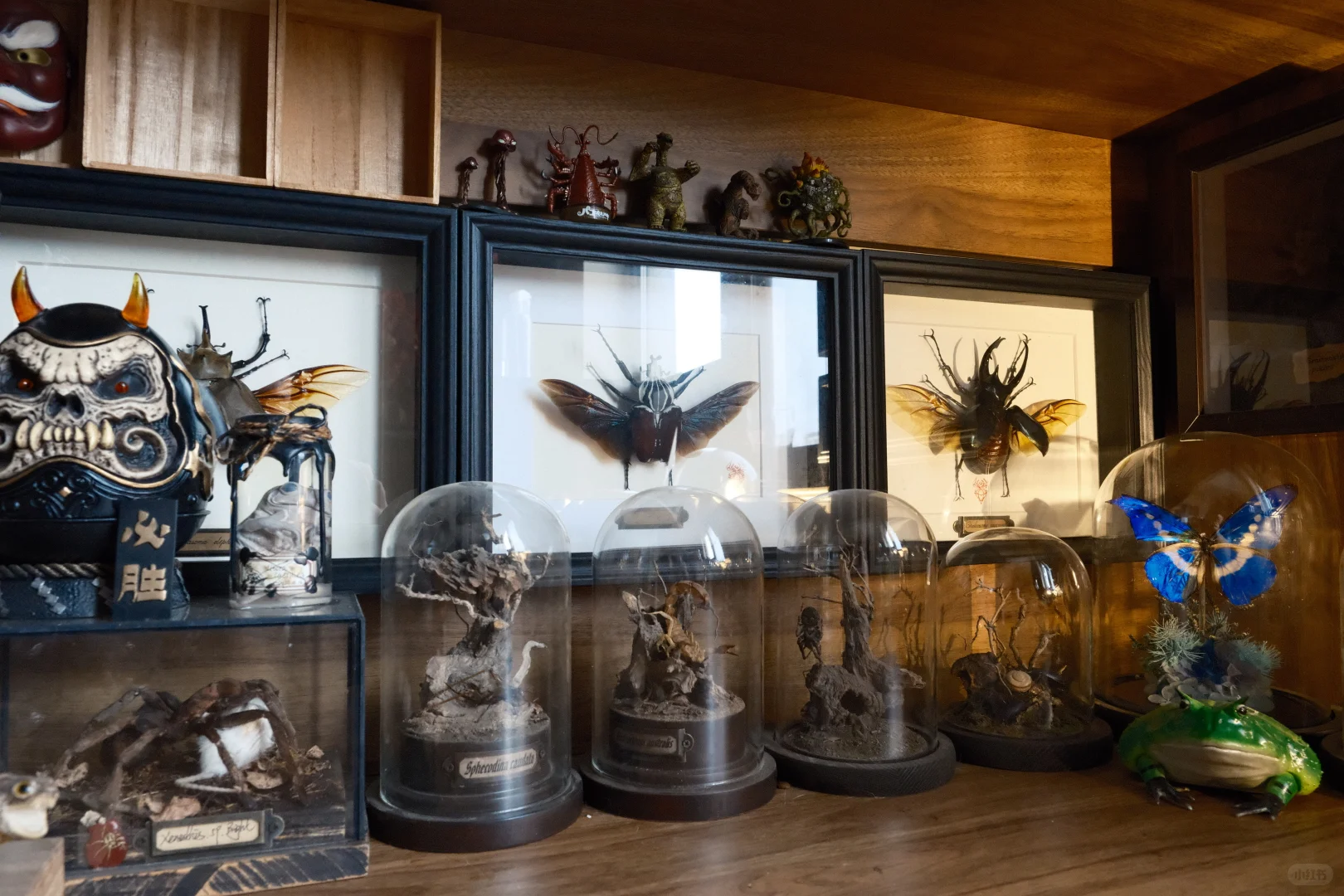 ?手办集｜拥有了一个理想中的好奇柜