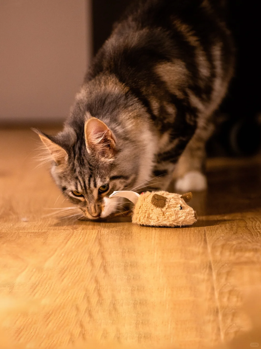 永动版猫和老鼠｜已瞄准目标?捕鼠能手上线！