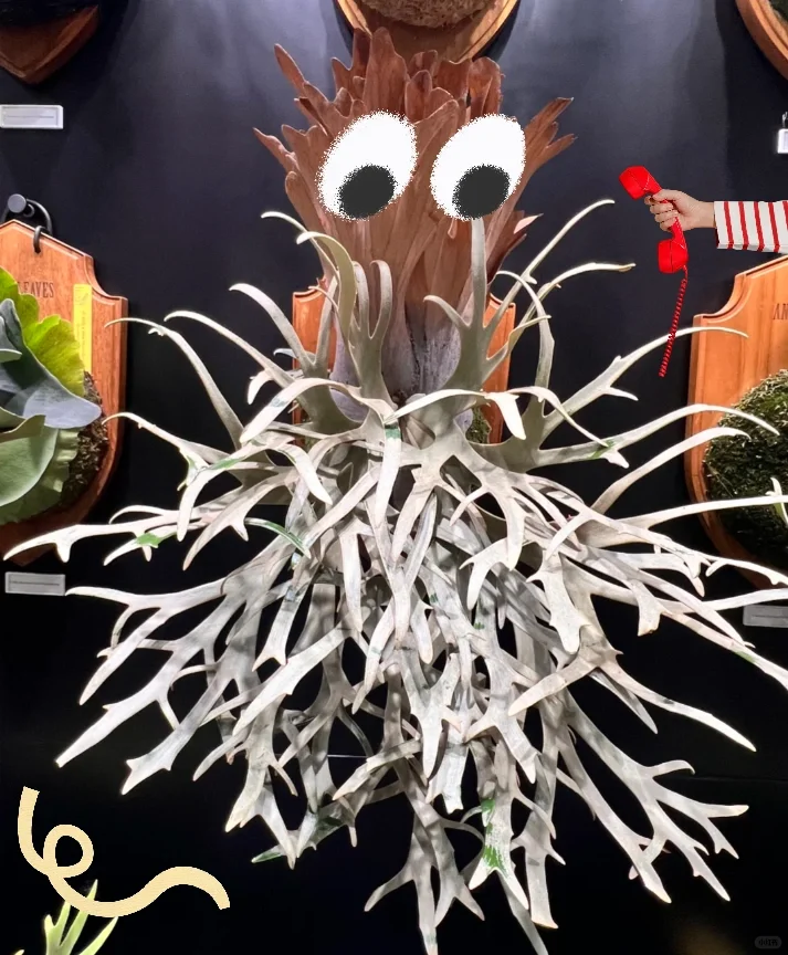 2025无锡热植物展攻略