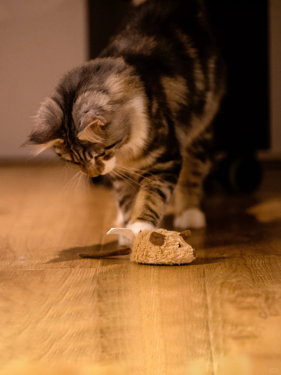 永动版猫和老鼠｜已瞄准目标?捕鼠能手上线！
