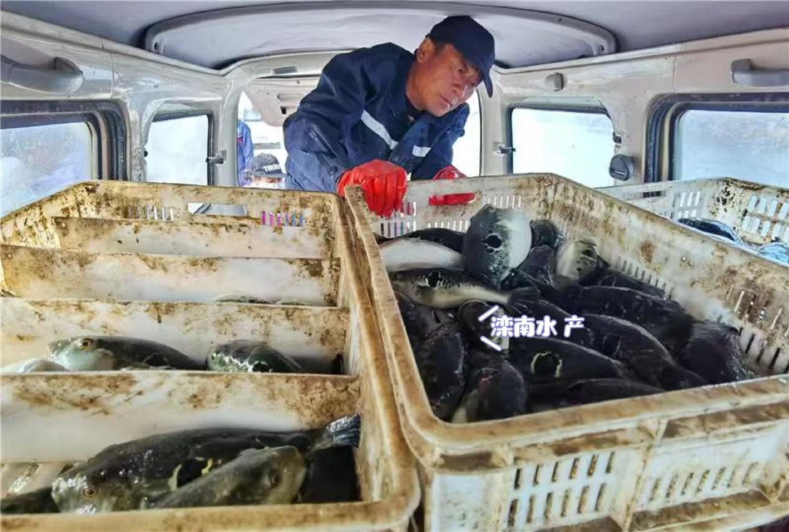 滦南河鲀产业超牛!一条鱼带活整个产业链