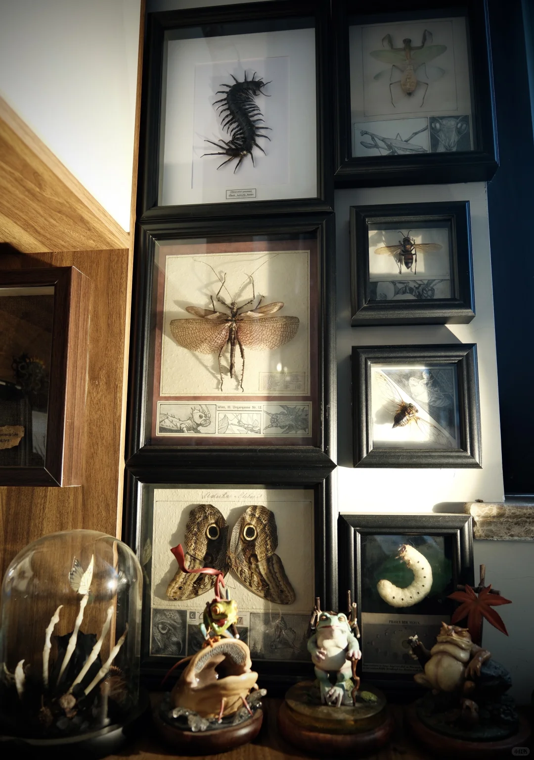 ?手办集｜拥有了一个理想中的好奇柜