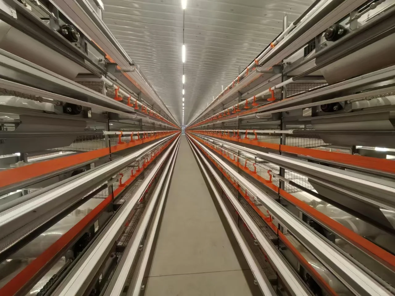 华泰金羽，打造世界一流鹌鹑养殖设备