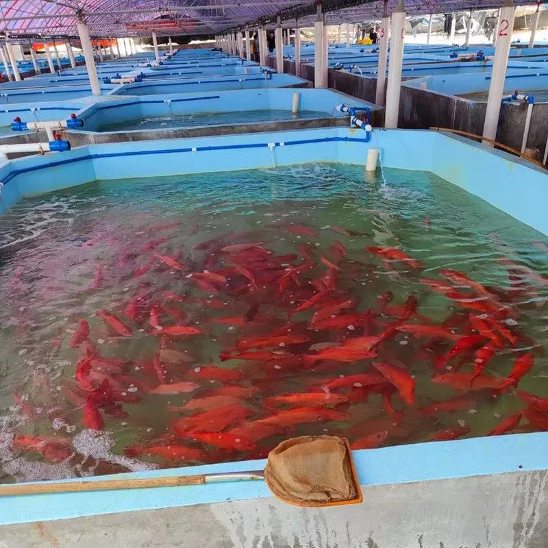 天可汗养殖漆水性环保适用于多场景水产养殖