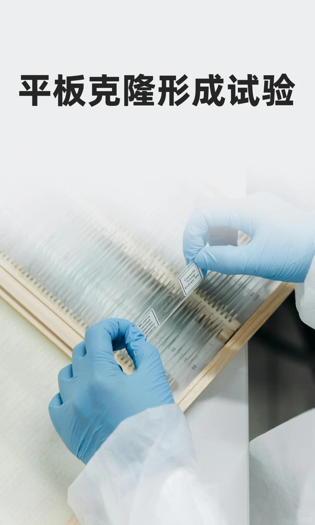 平板克隆形成试验