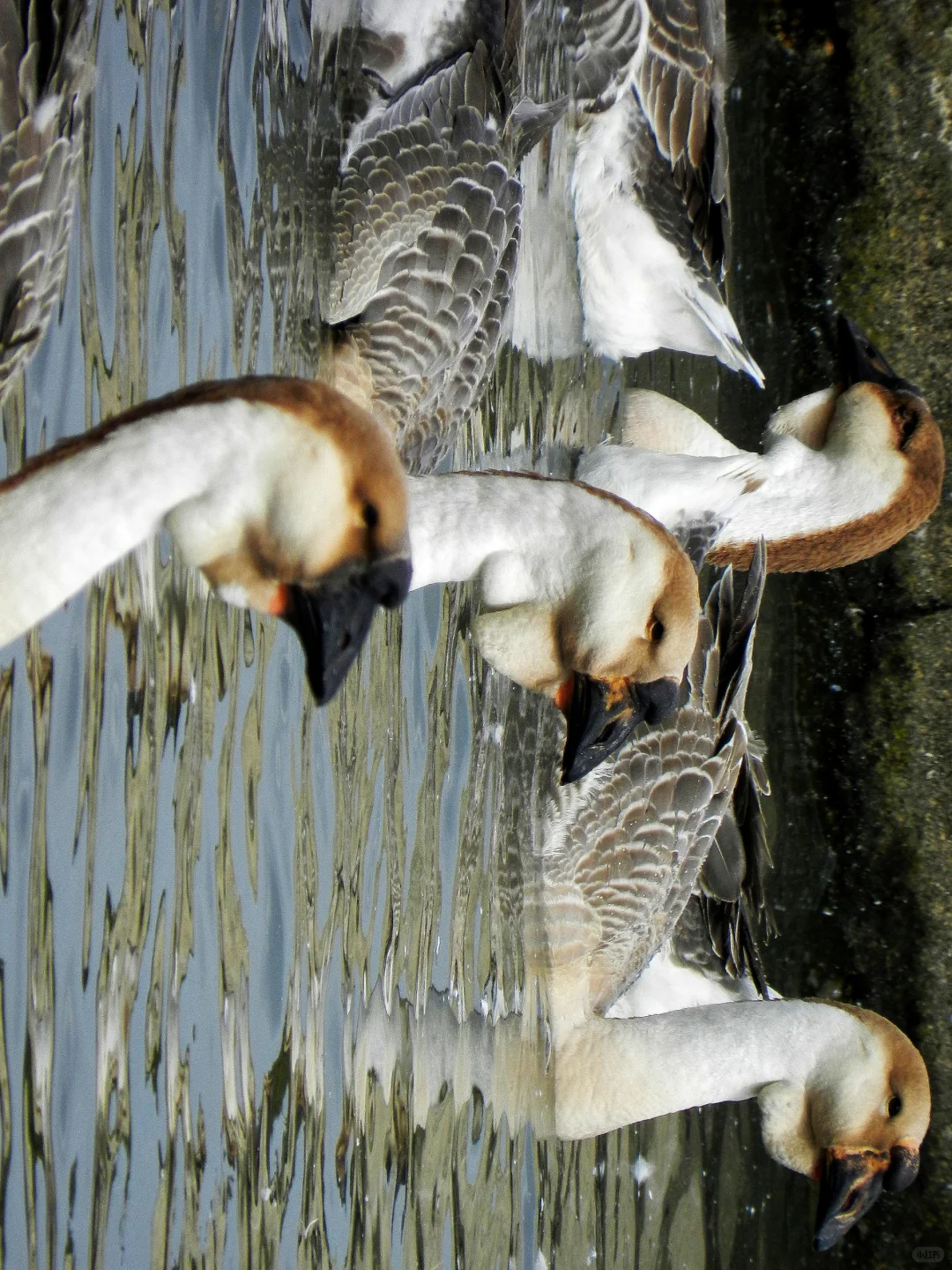 潜入澄海狮头鹅养殖场!