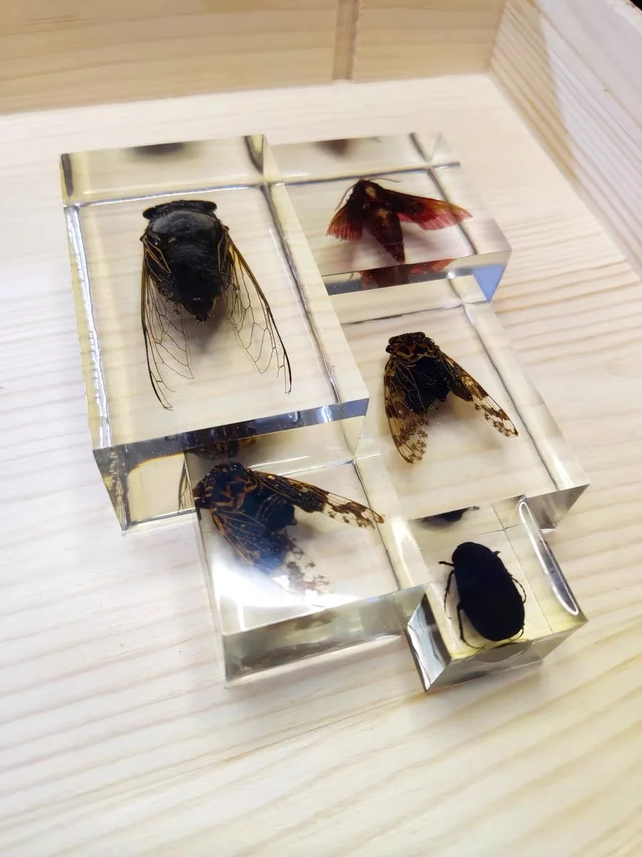 立体滴胶标本制作过程的避坑指南总结！！！