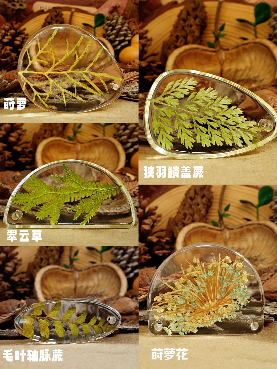 自制｜《手工植物滴胶一》