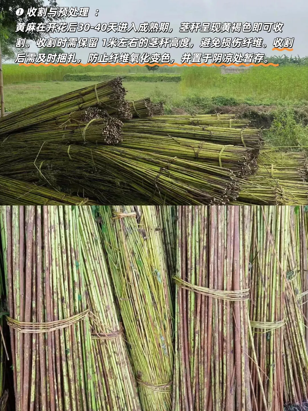 黄麻“变形记”|黄麻从收割到成品的全流程揭