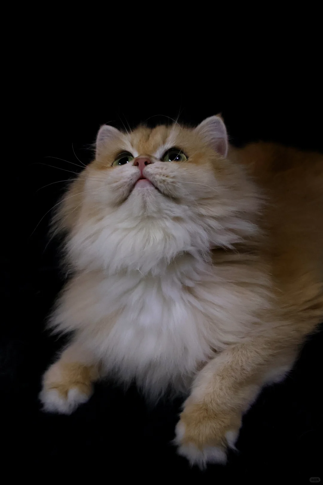 新母单麻双十二长毛金渐层