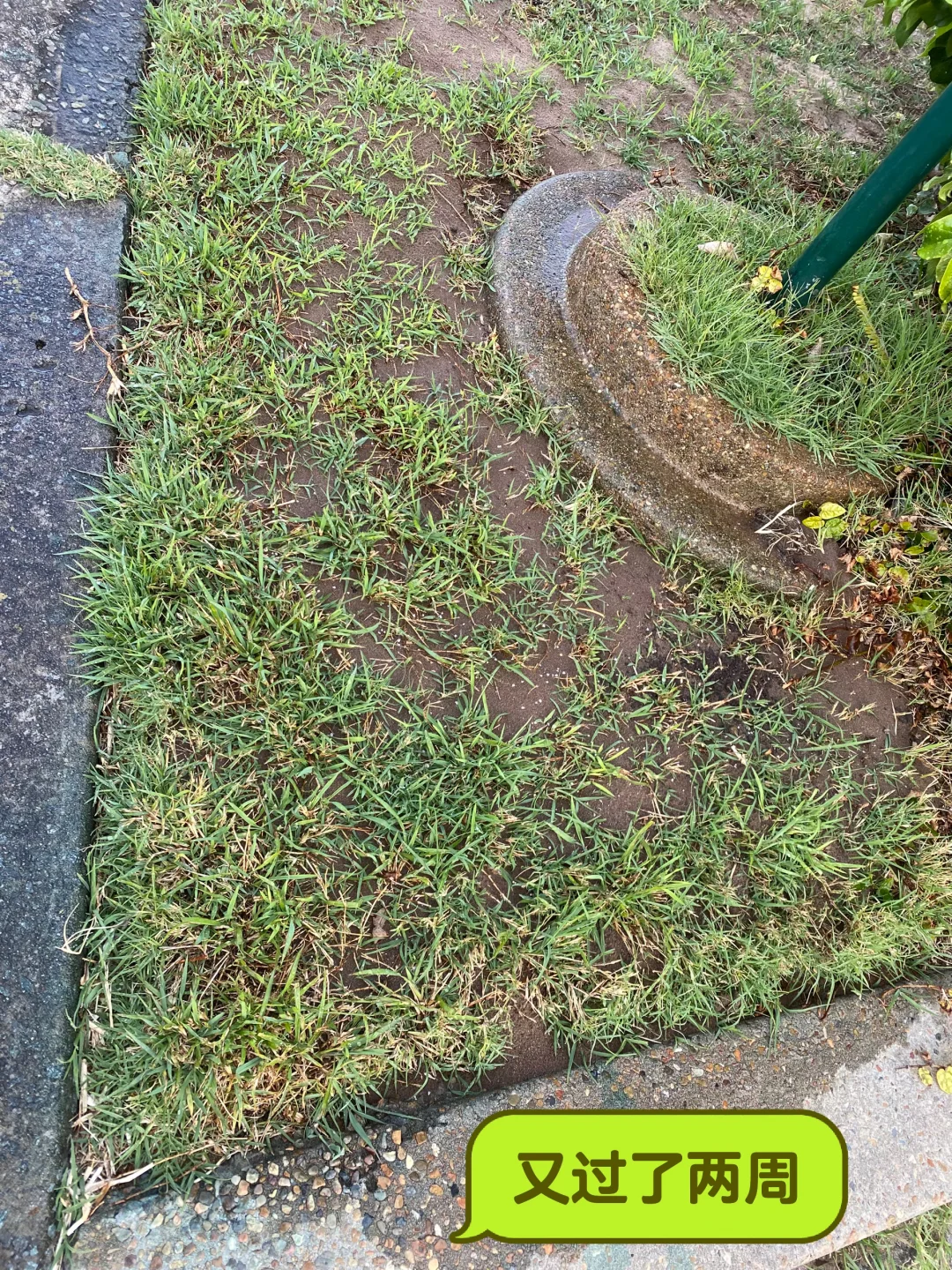 草坪修复与补给