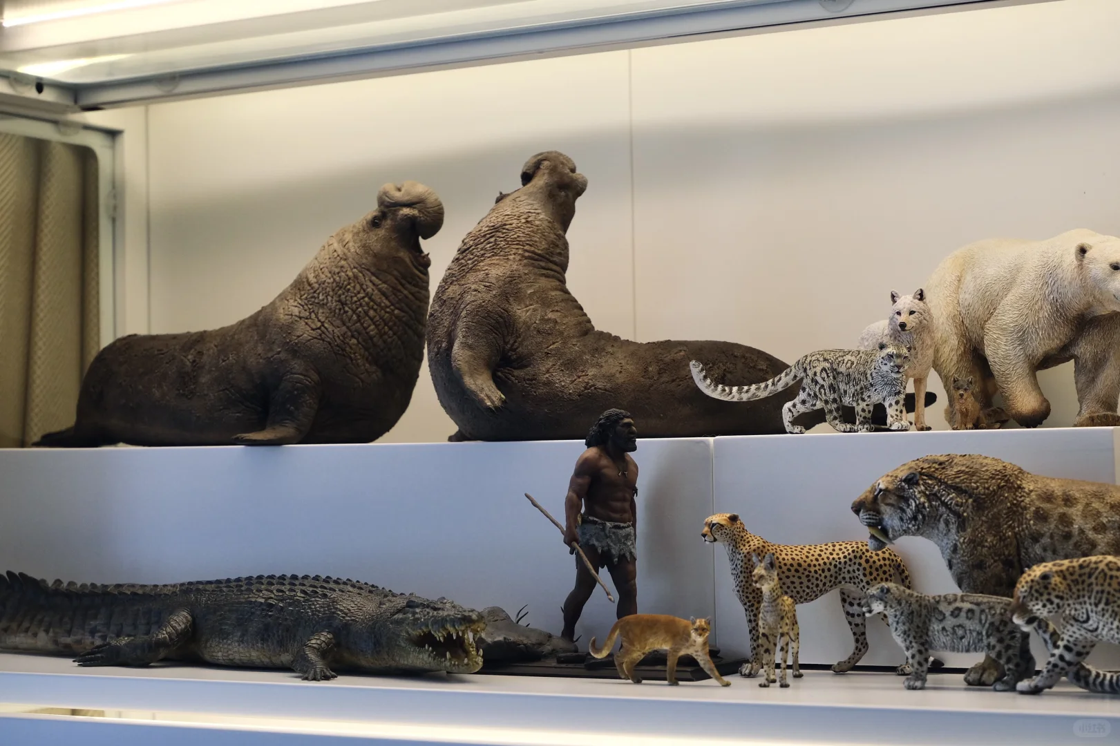 1:15动物模型一些收藏