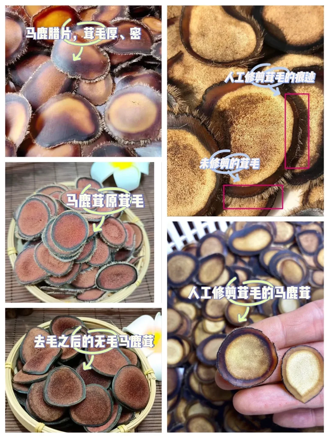 梅花鹿茸和马鹿茸片有什么区别?养殖户分享