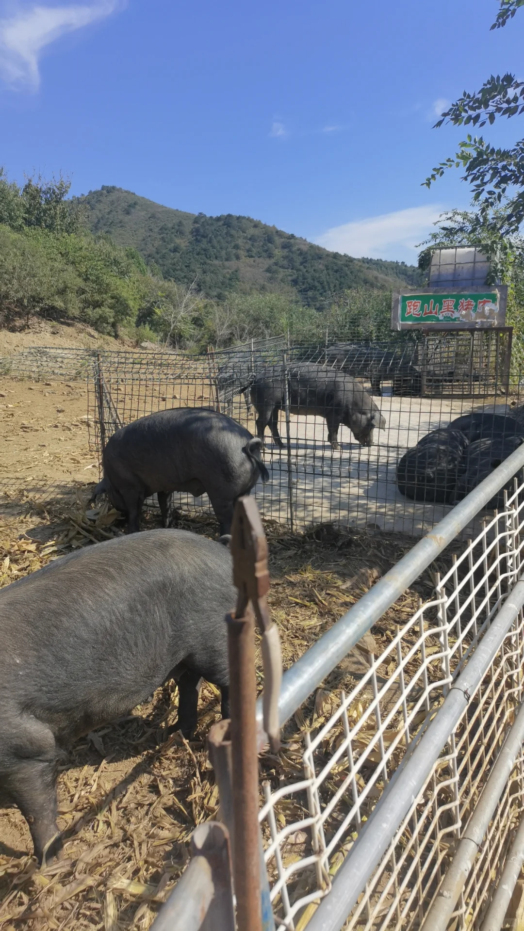 跑山黑猪肉寻合作伙伴