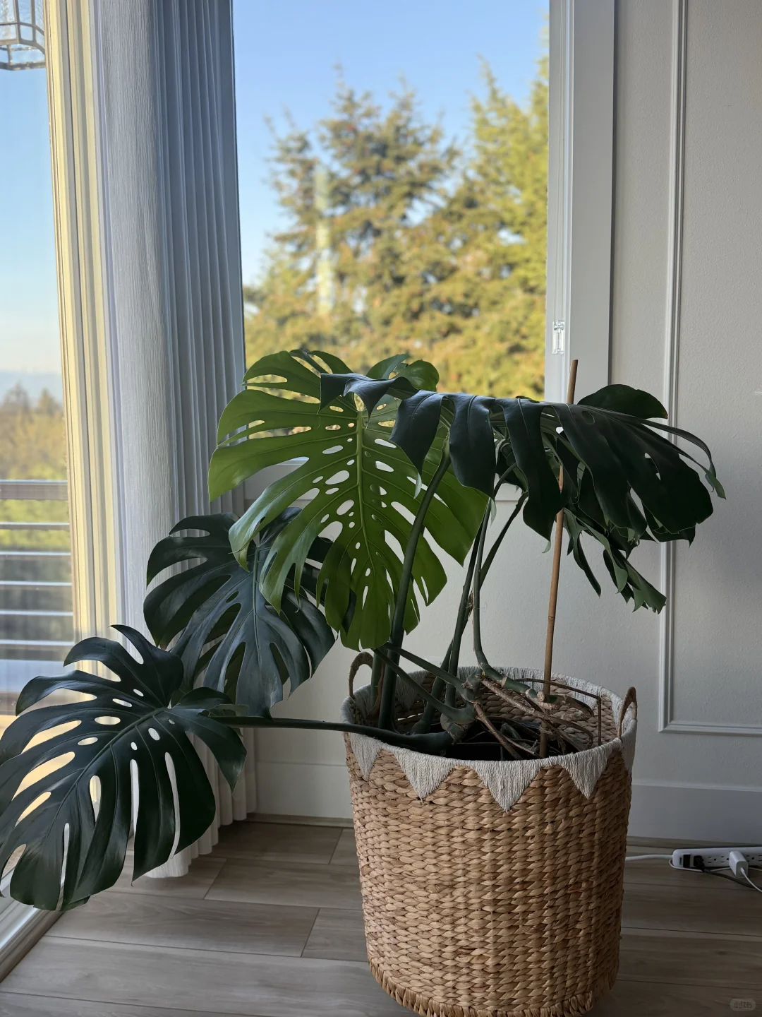 西雅图生活/绿植小白进阶路上的必备神器