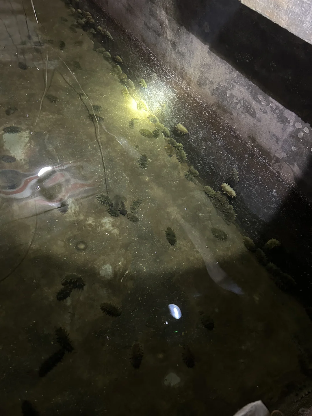 ✨ 大连海参人工养殖基地