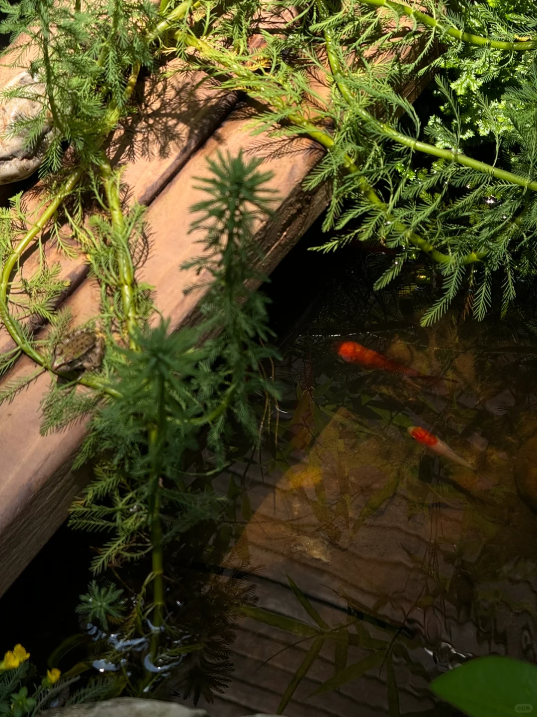 没有过滤器的鱼池也变清澈了，分享方法?