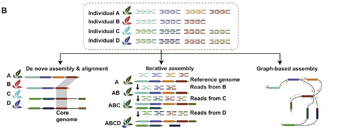 基于迭代组装的泛基因组分析