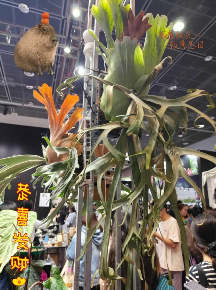 2025无锡热植物展攻略