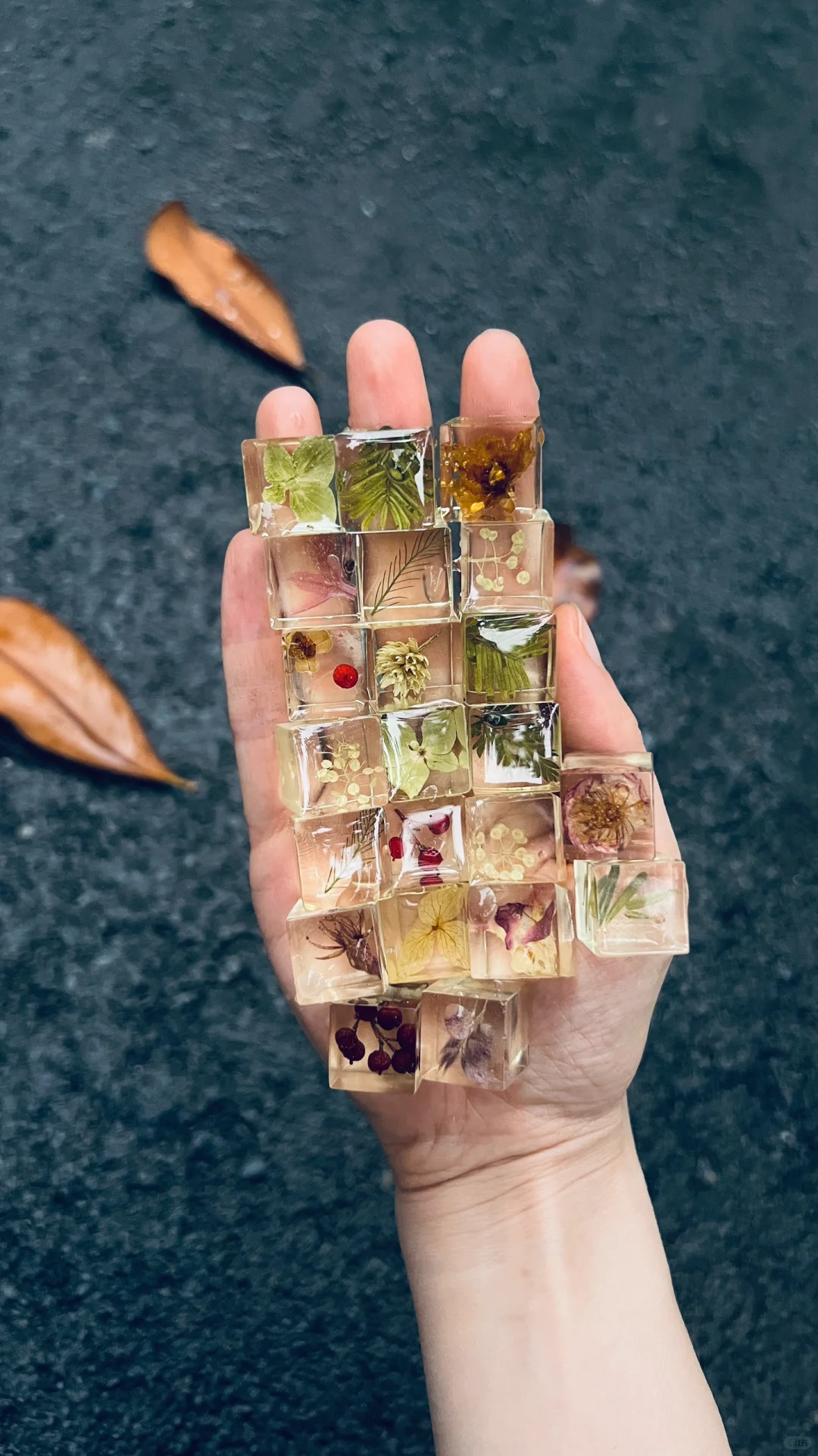 生命立方||植物在方寸间凝固永恒