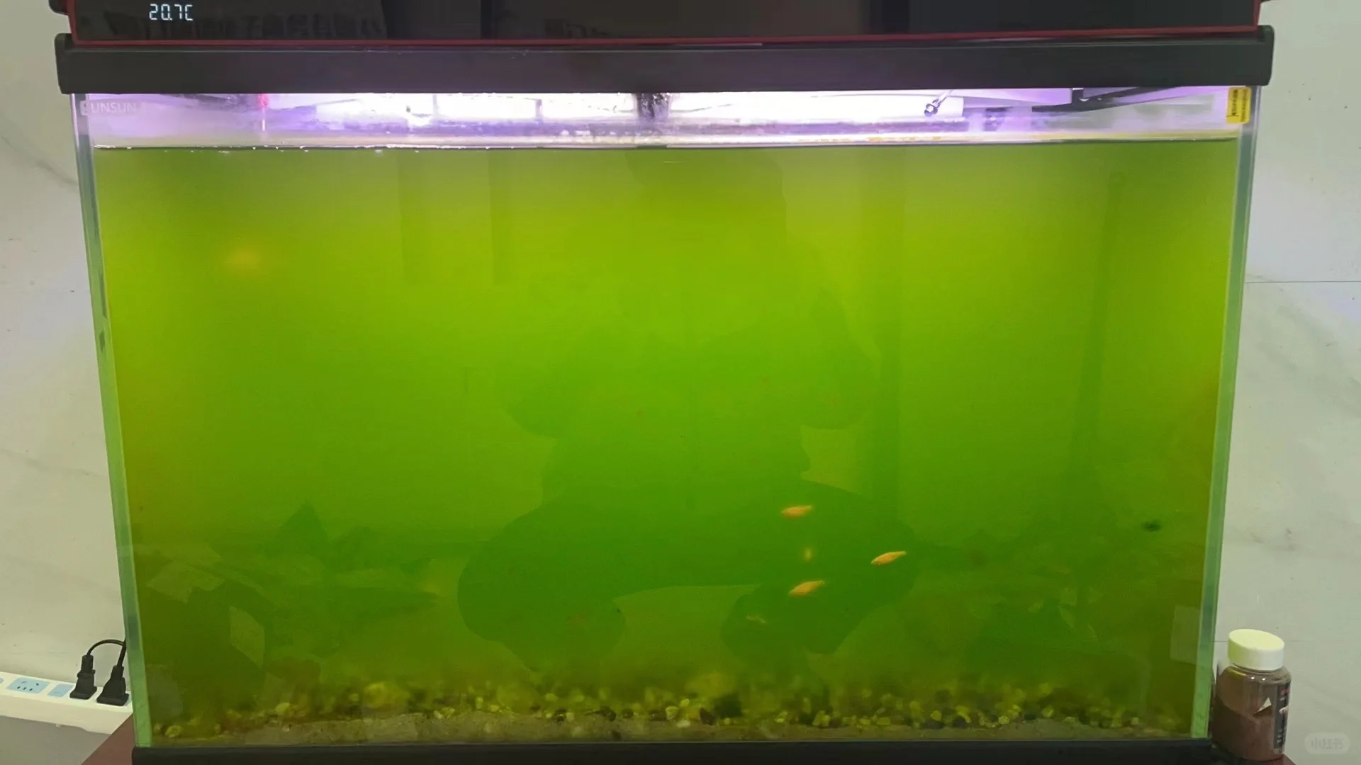 10天的努力绿水缸终于变清澈了