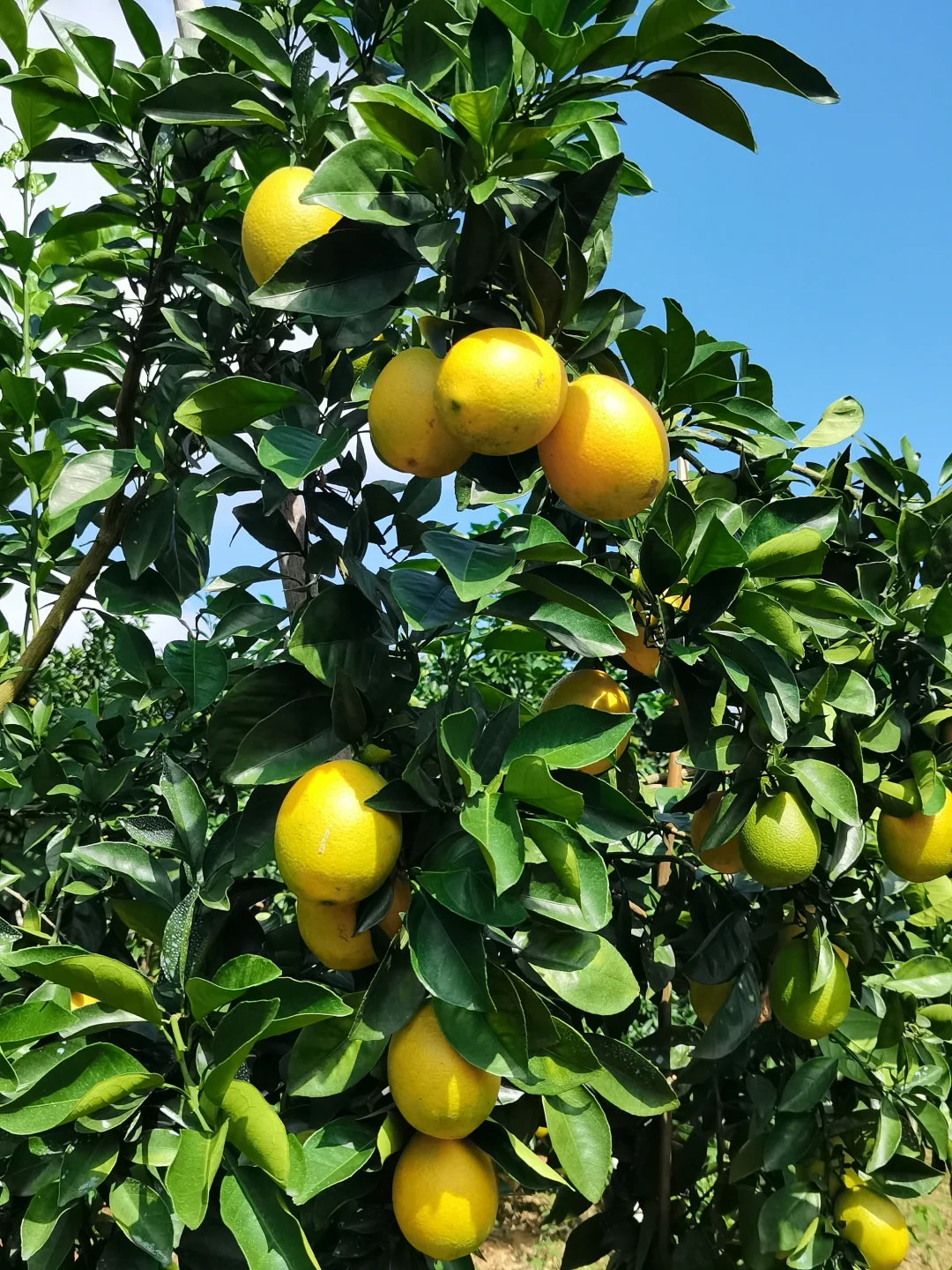 爸说别看它黄了，稀土山橙口感还差火候