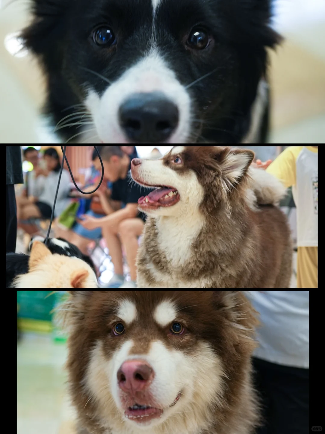 必冲！川南宠博会逛展注意事项