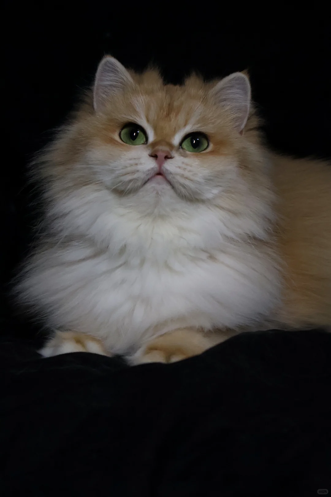 新母单麻双十二长毛金渐层