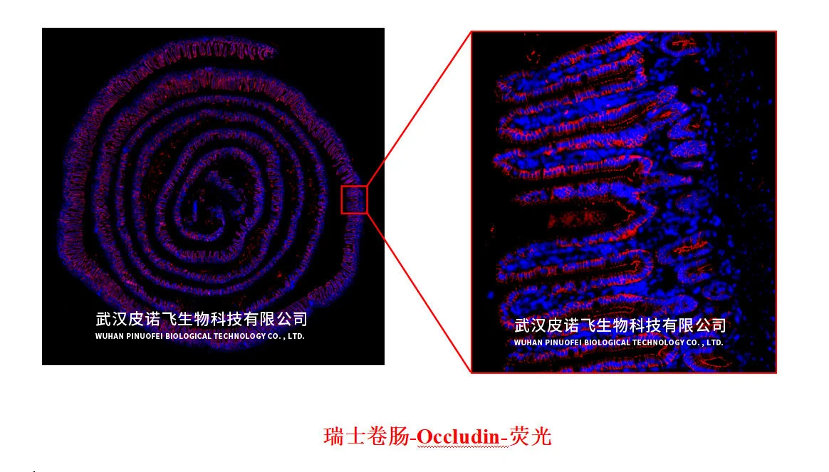 小鼠肠道#瑞士卷肠制作+肠道常见染色效果图