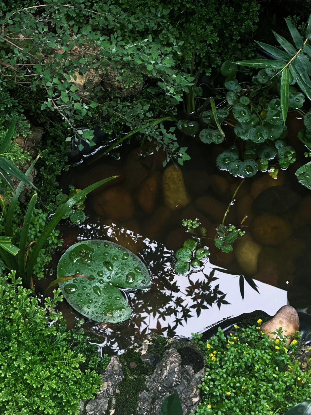 没有过滤器的鱼池也变清澈了，分享方法?