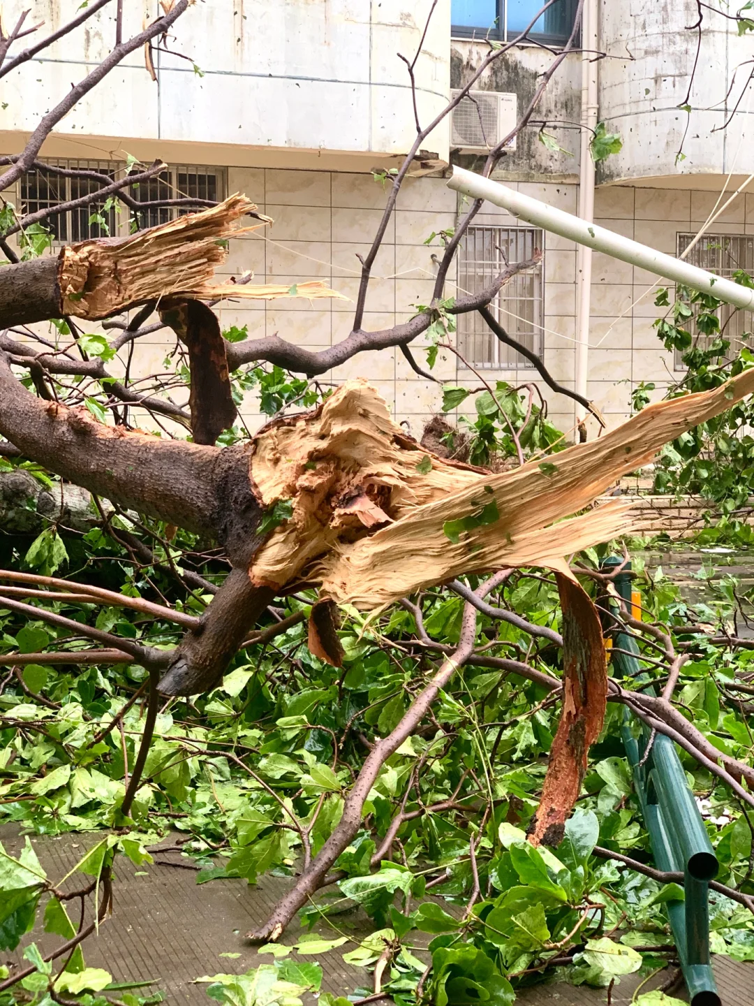 台风“摩羯”后的家?｜断桥铝门窗的重要性