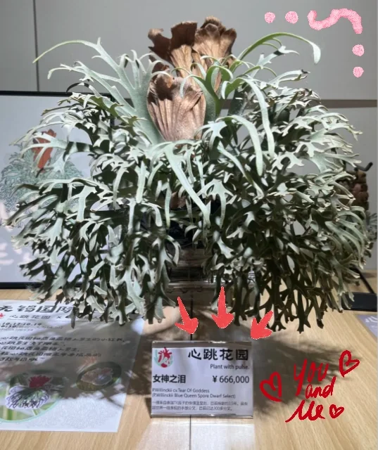 2025无锡热植物展攻略