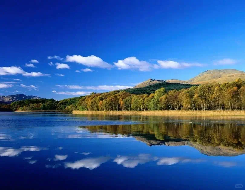 水生植物在水体修复中的妙用……