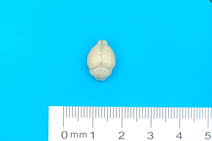 小鼠脑组织取材