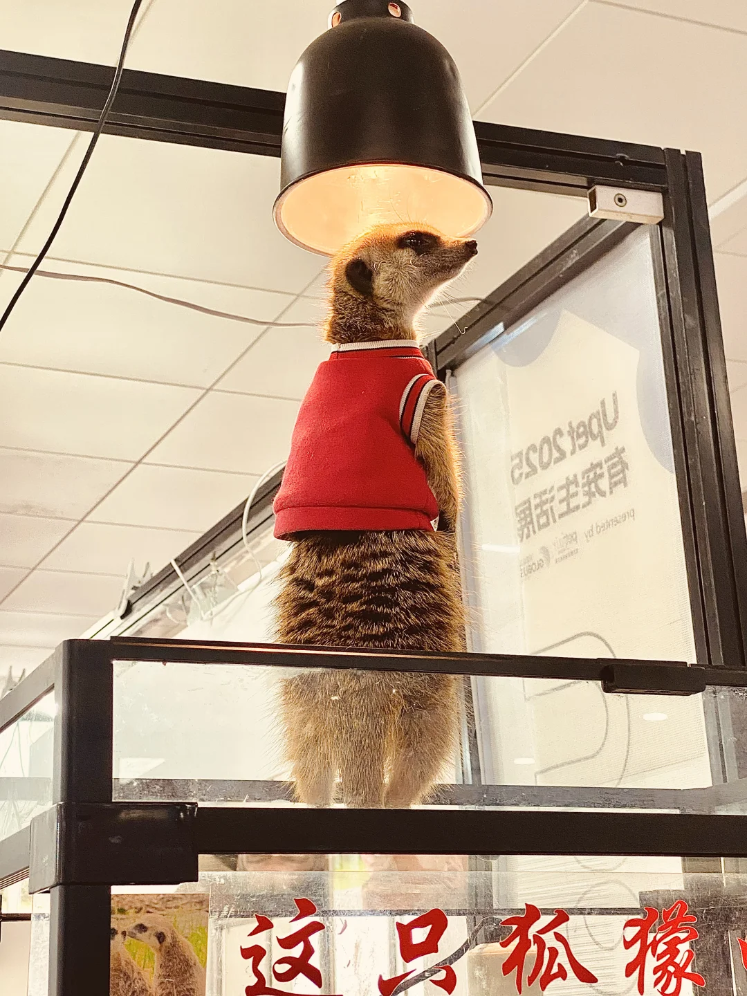 2025 UPet北京有宠生活展