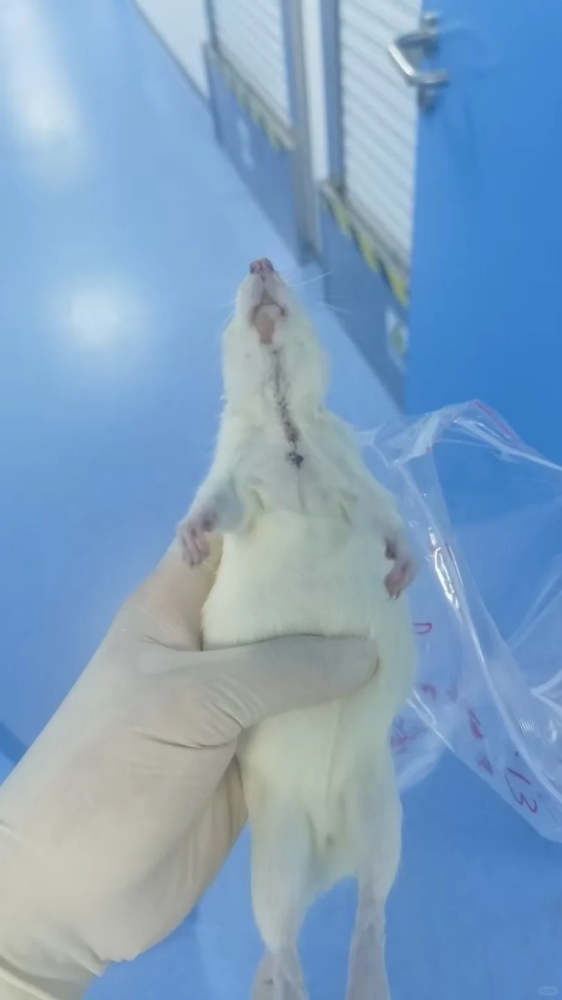 悬浮细胞的FISH实验