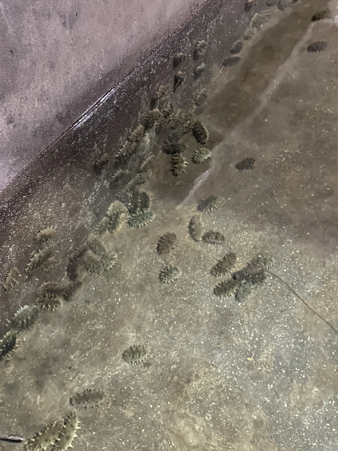 ✨ 大连海参人工养殖基地