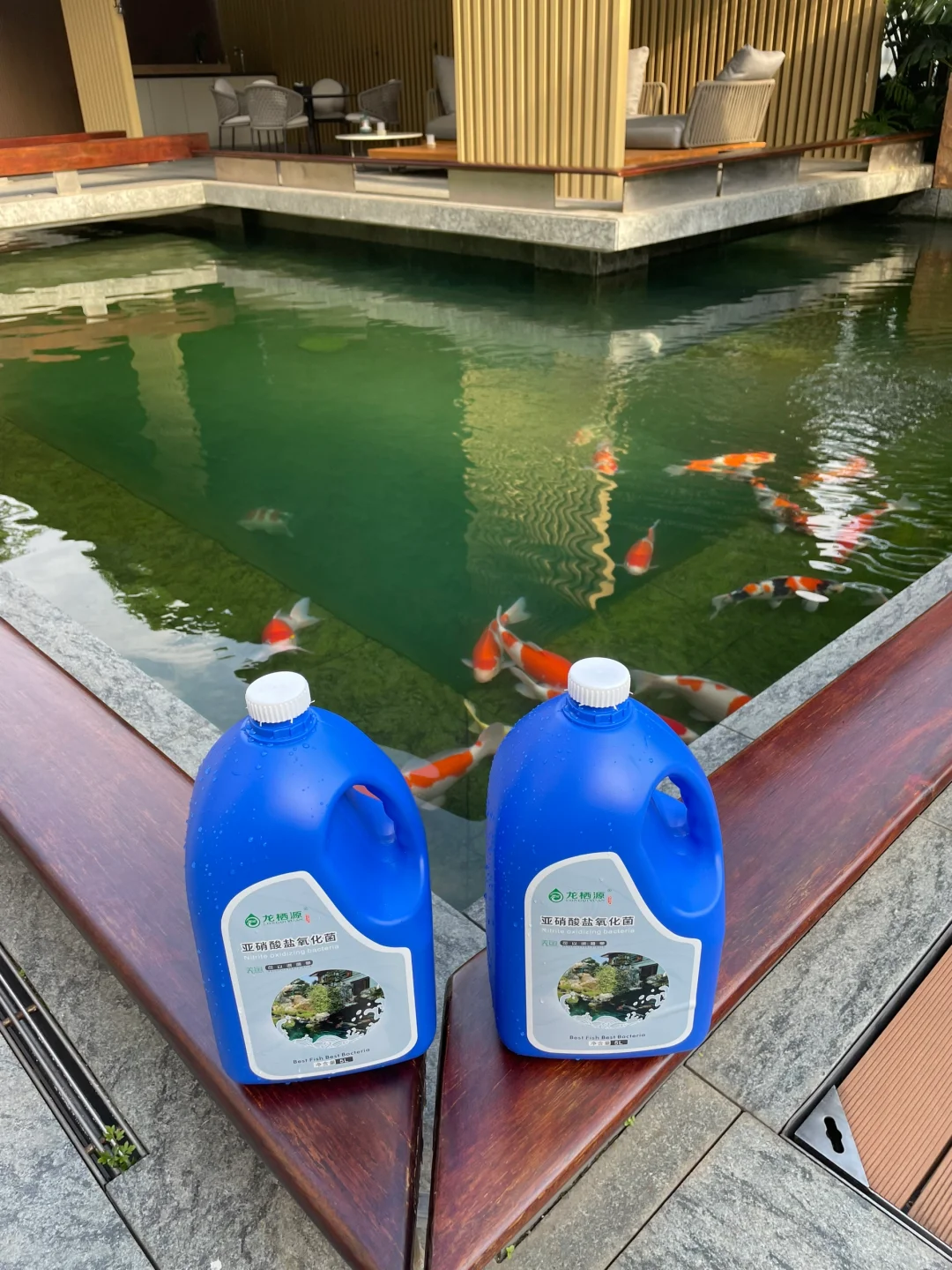 鱼池水质不好，用氧化菌修复，观察水色变化！