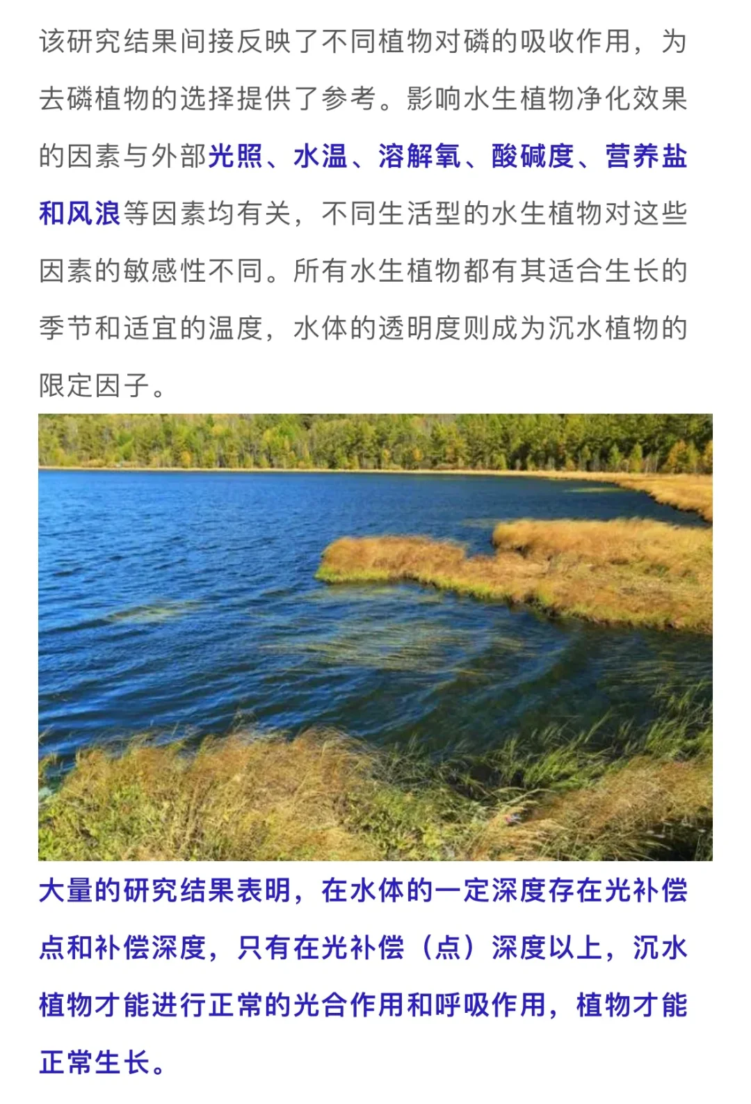 水生植物在水体修复中的妙用……