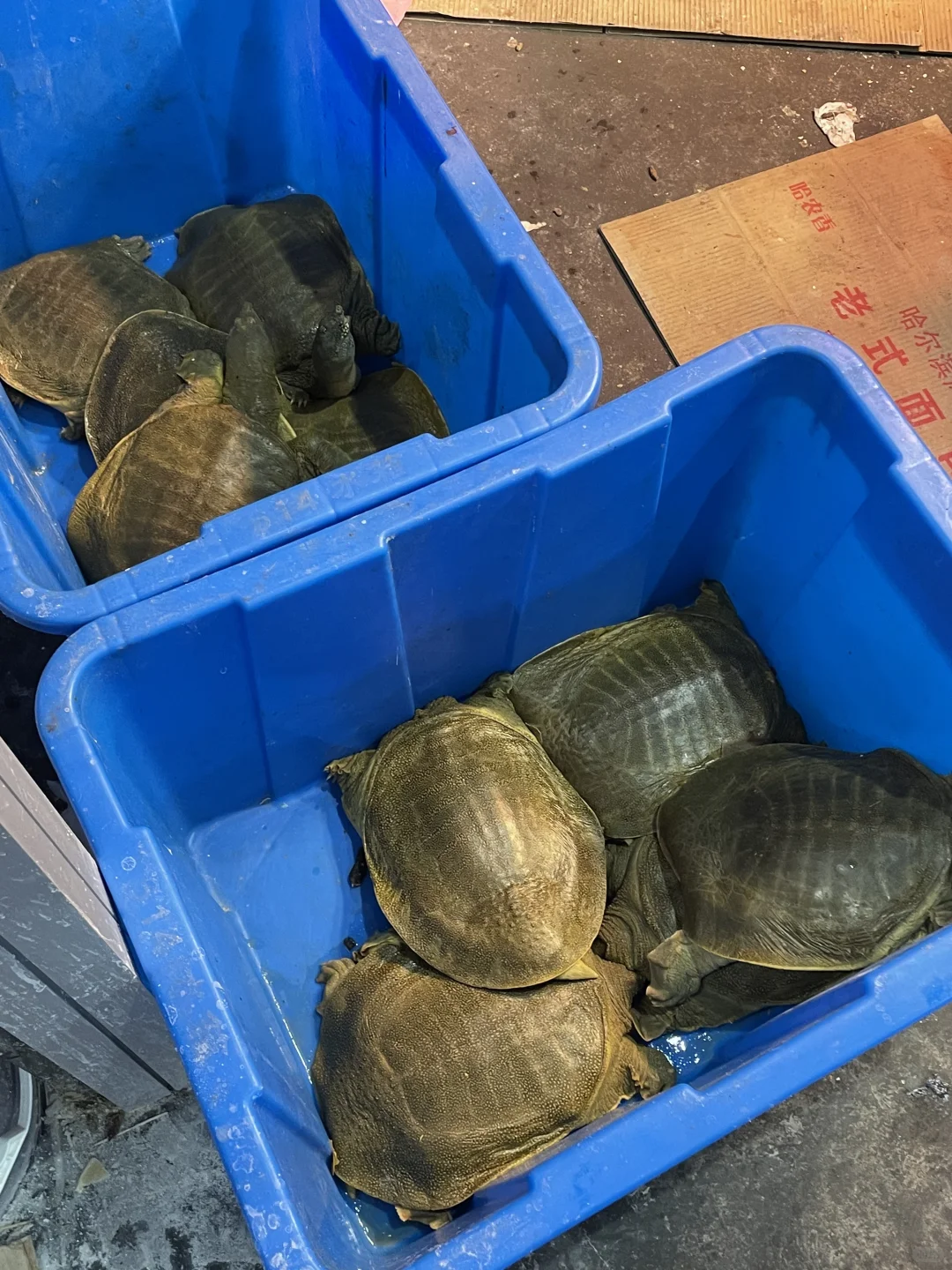 新一期的展销会